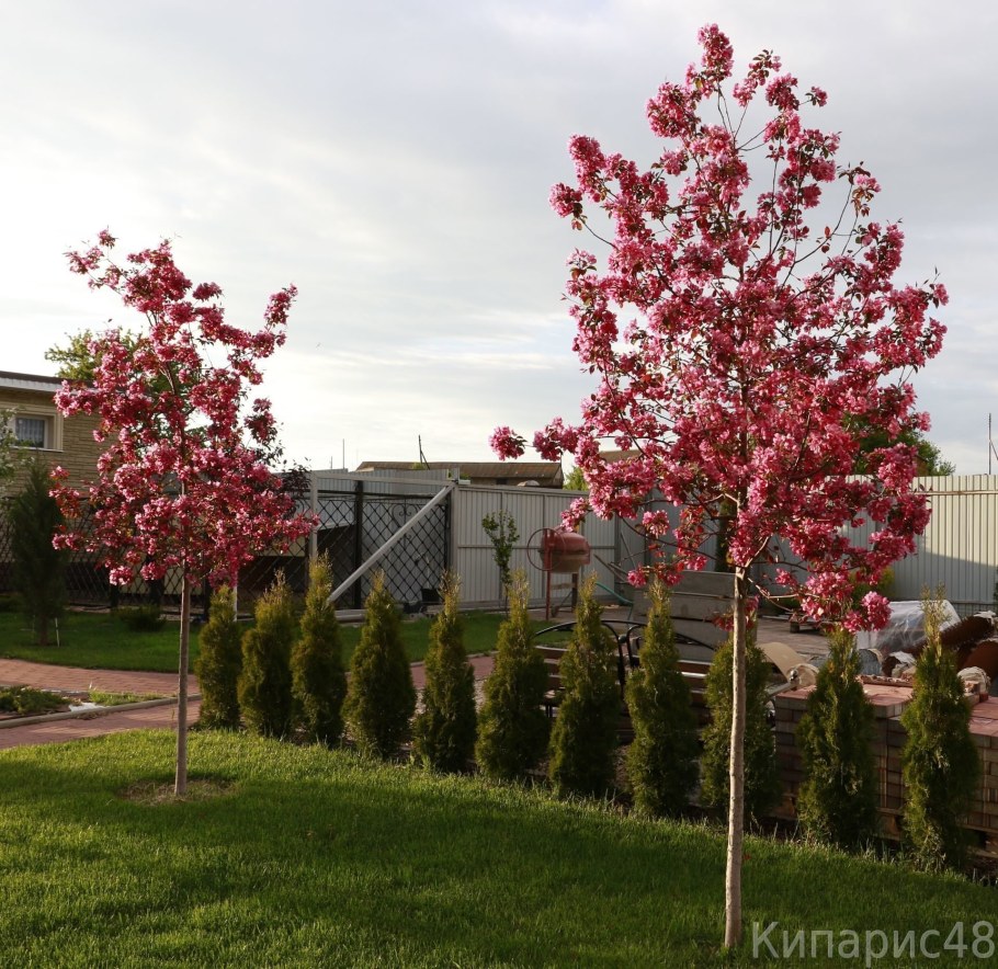 Яблоня краснолистная Рудольф