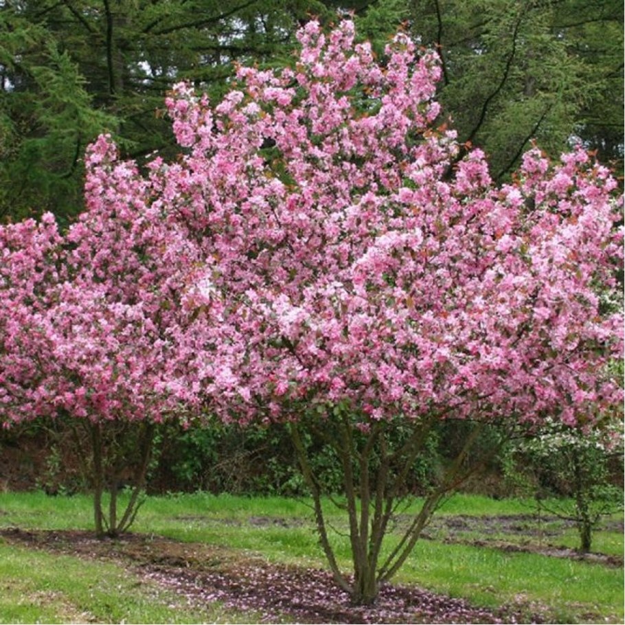 Яблоня Недзвецкого Рудольф