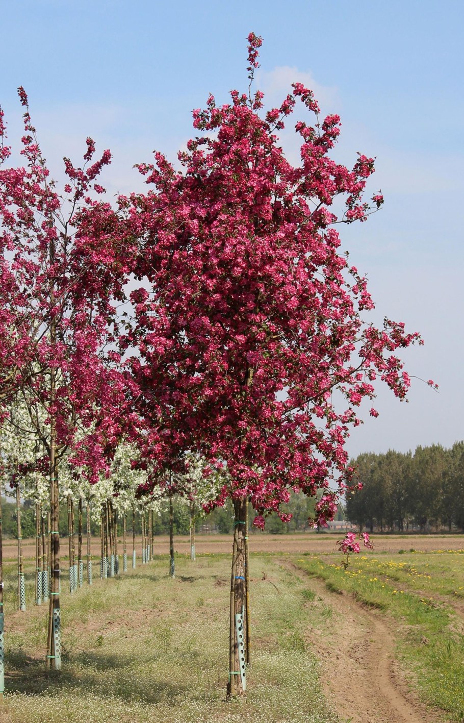 Яблоня краснолистная роялти