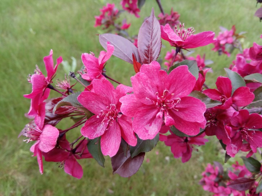 Яблоня Недзвецкого Malus niedzwetzkyana