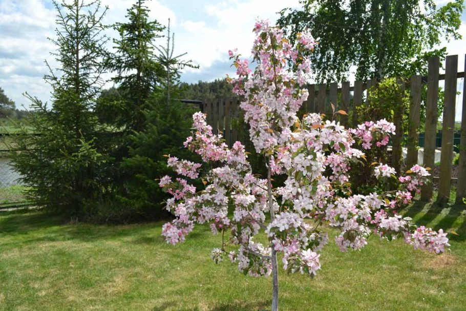 Яблоня Хелена Недзвецкого