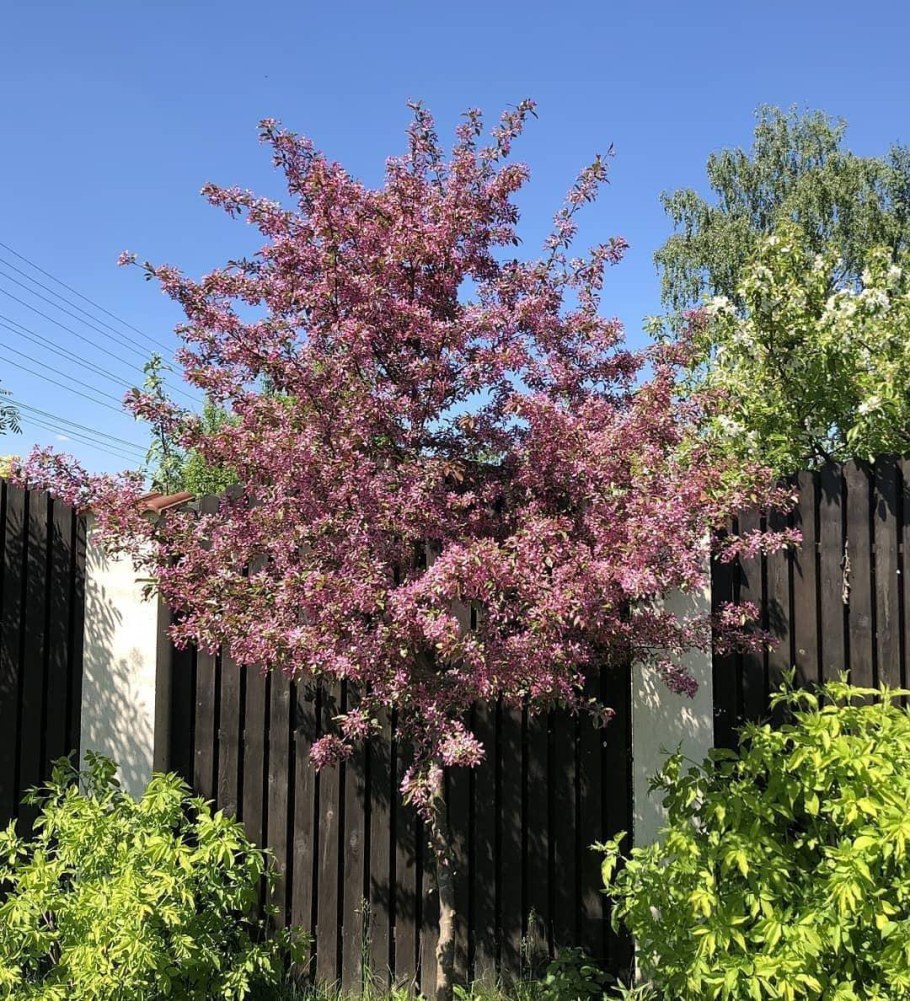 Яблоня Хелена декоративная краснолистная