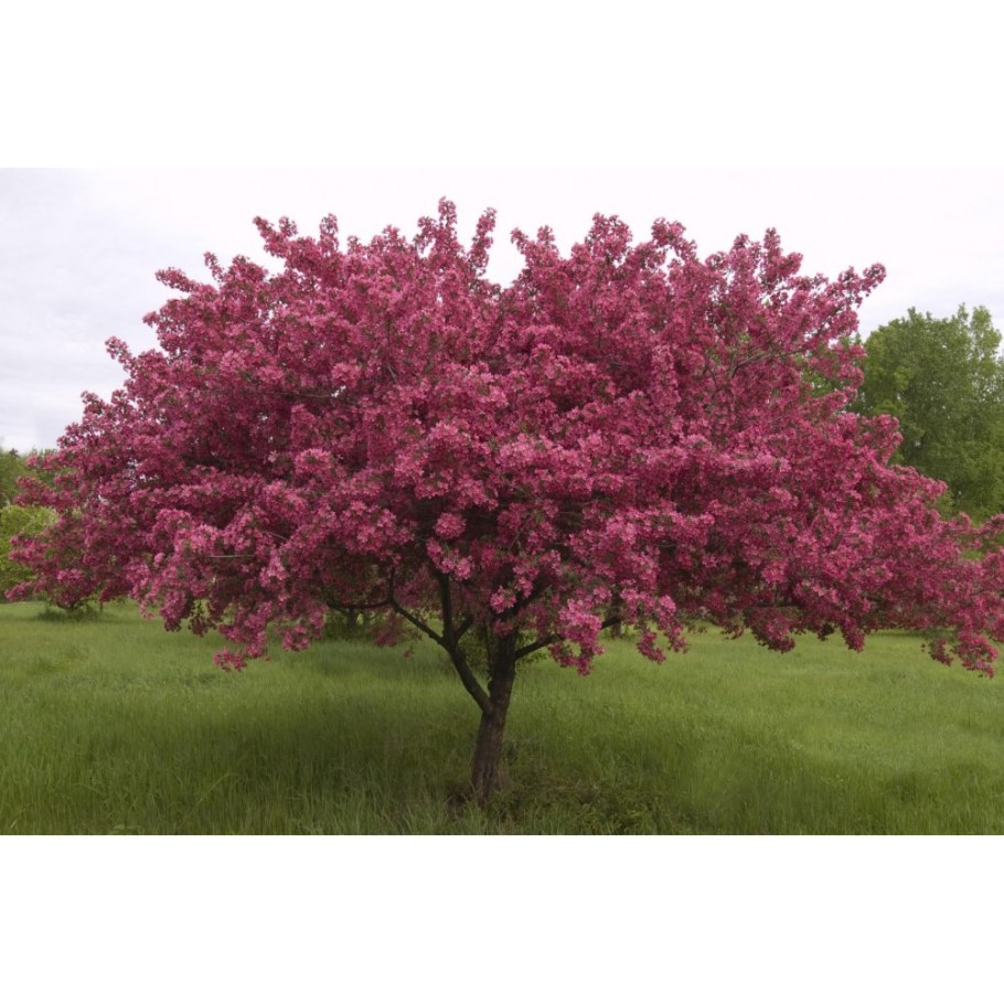 Яблоня Прайри Файер