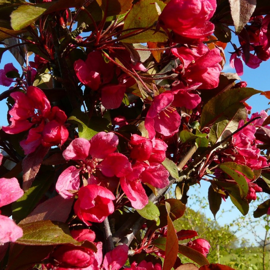 Яблоня краснолистная Хелена