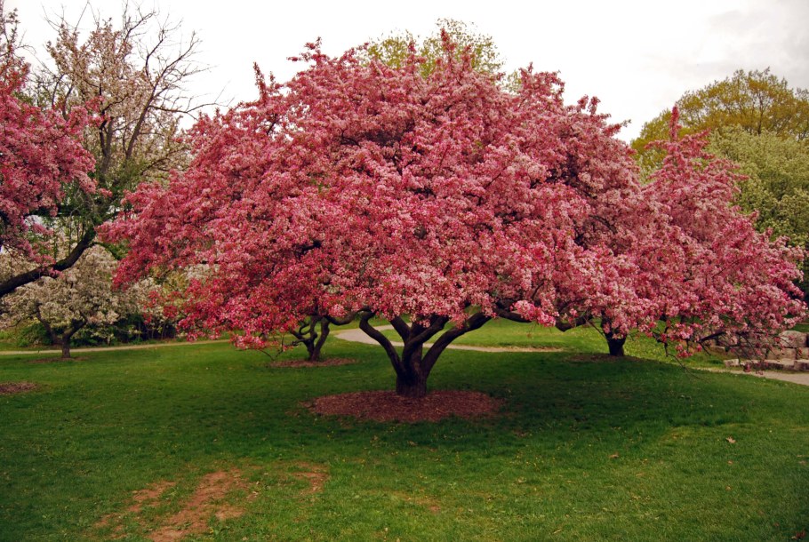 Яблоня "роялти" - Malus "Royalty"