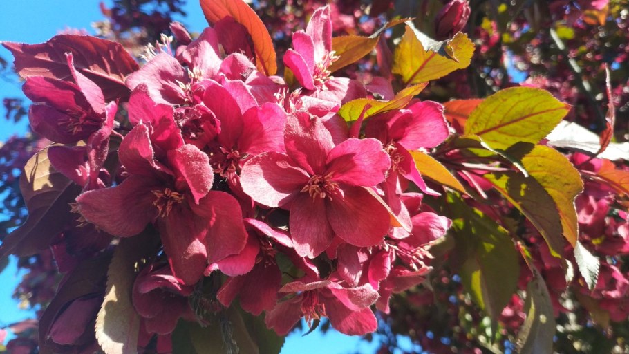 Яблоня краснолистная Недзвецкого