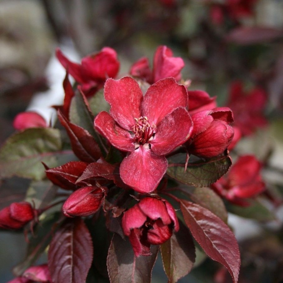 Яблоня "роялти" - Malus "Royalty"