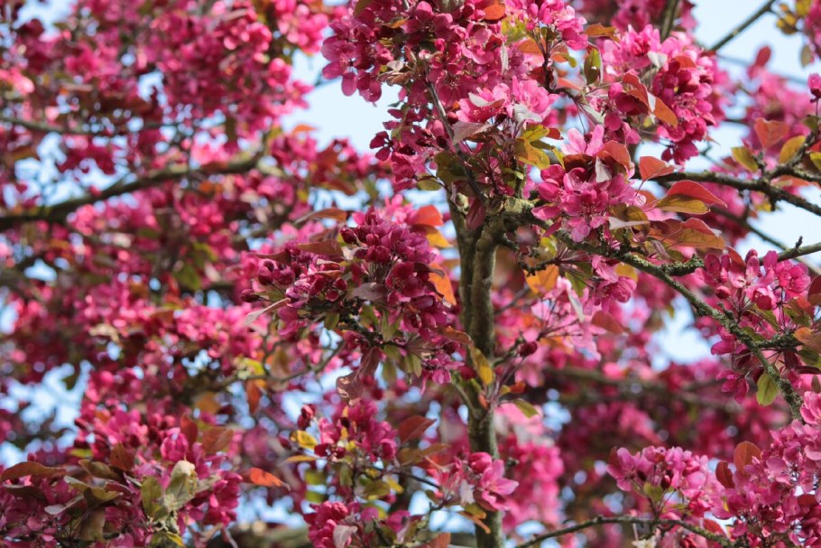 Яблоня &#96;лизет&#96;, Malus &#96;Liset&#96;