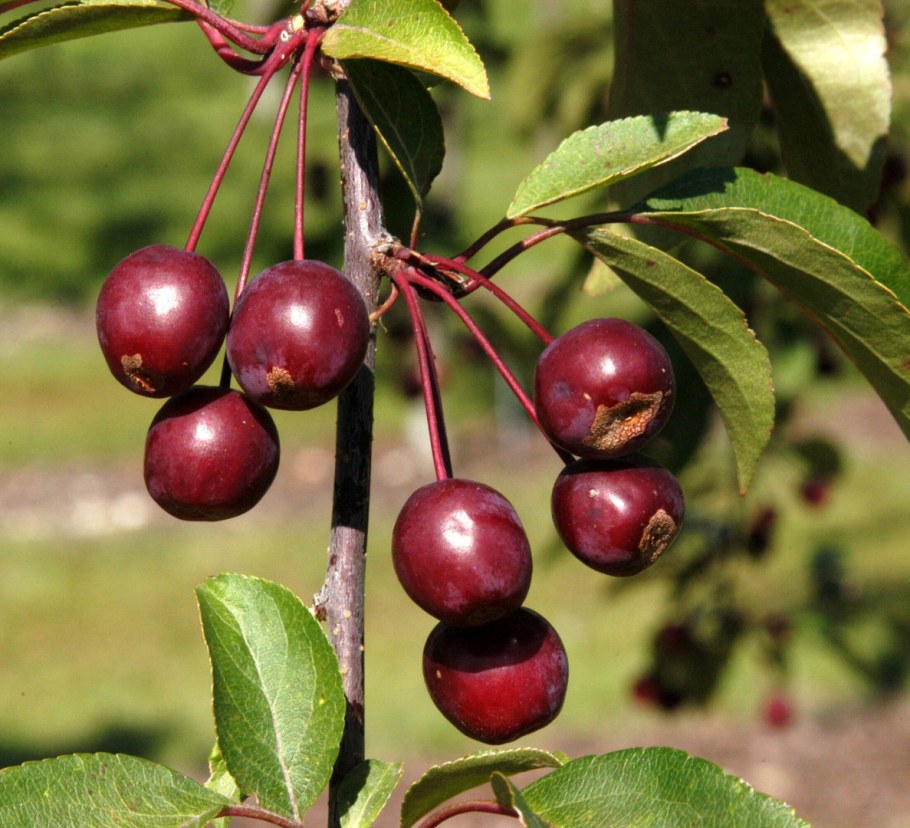 Malus Royalty яблоня декоративная