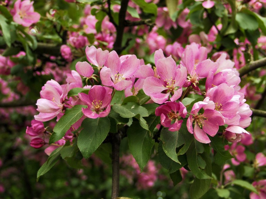 Яблоня Макамик