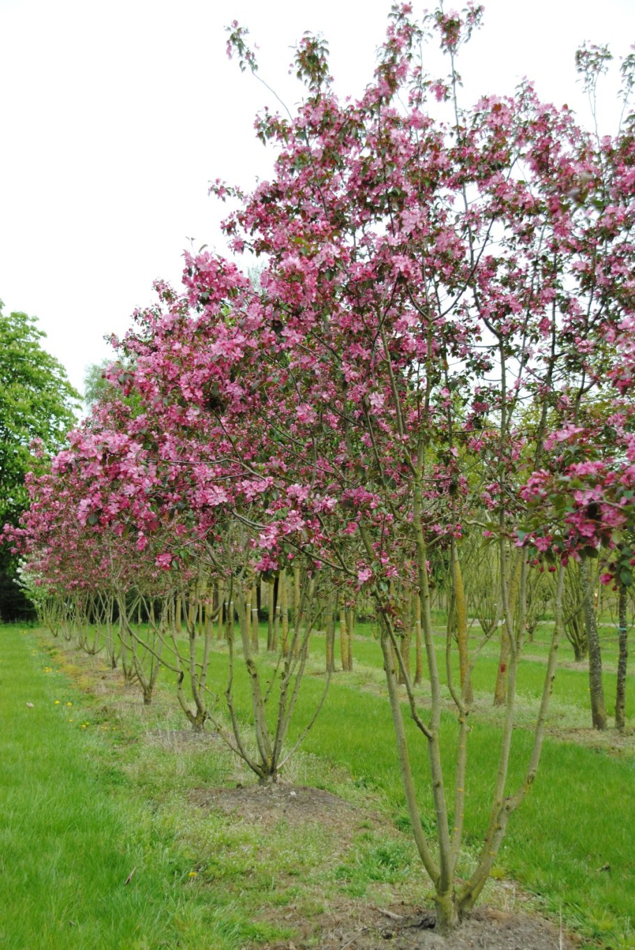Яблоня гибридная Рудольф малус
