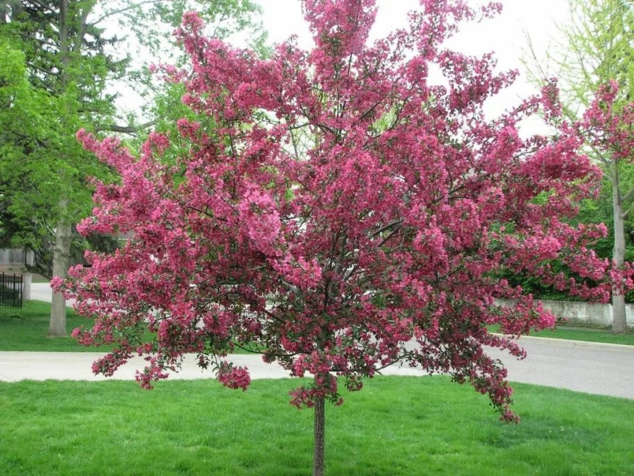 Яблоня Рудольф Malus Rudolph