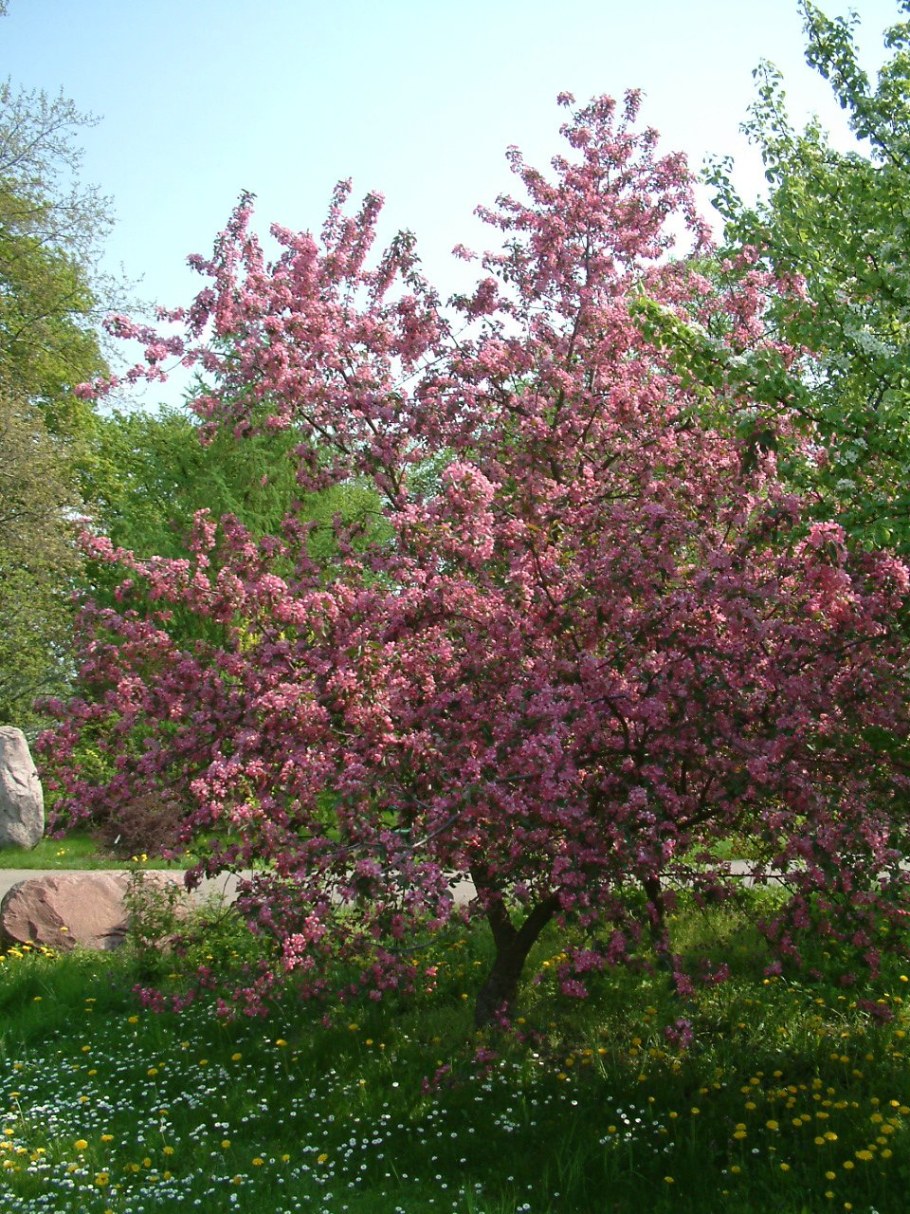 Яблоня краснолистная Роял