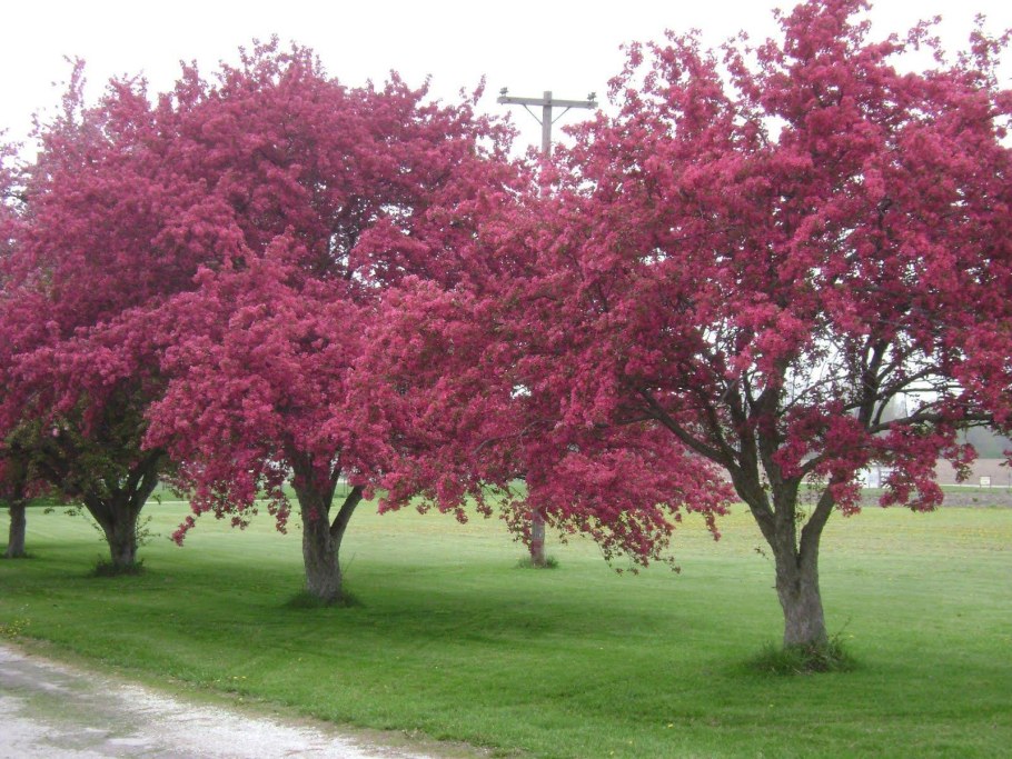 Яблоня Malus Ola