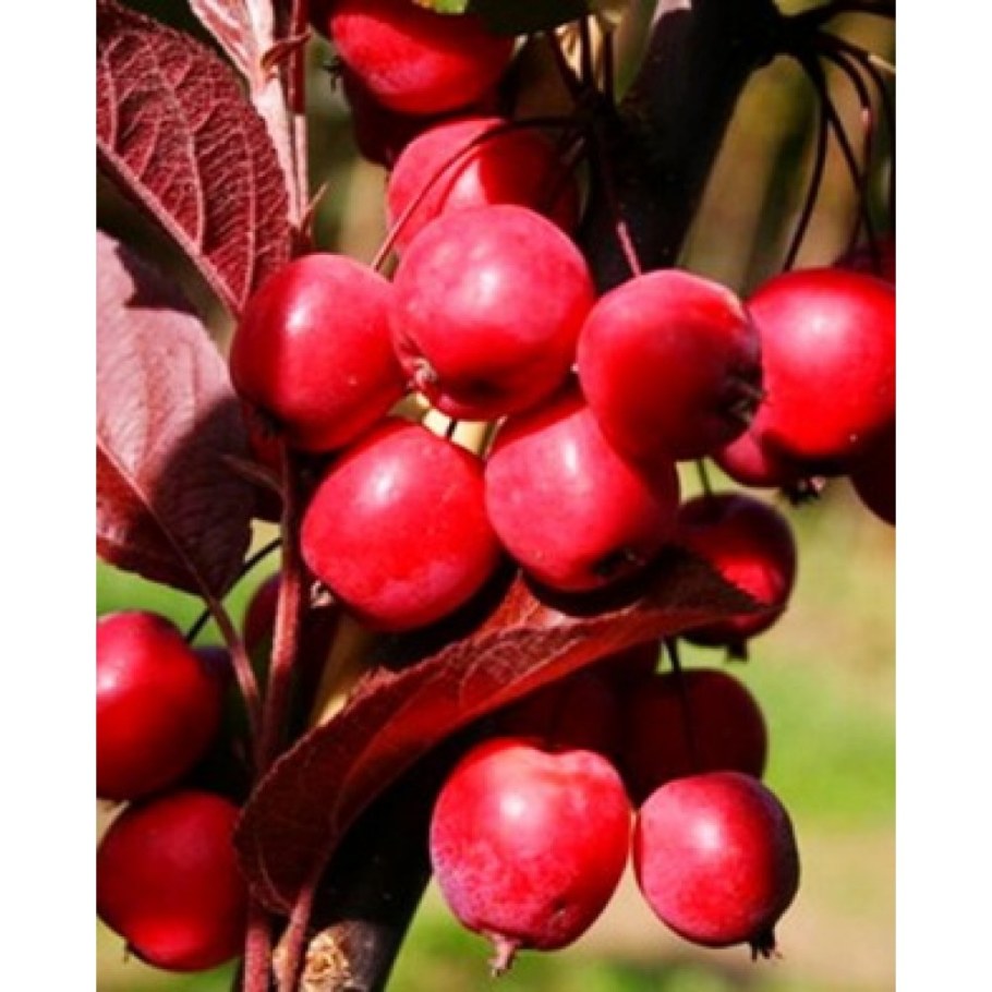 Яблоня Райская краснолистная