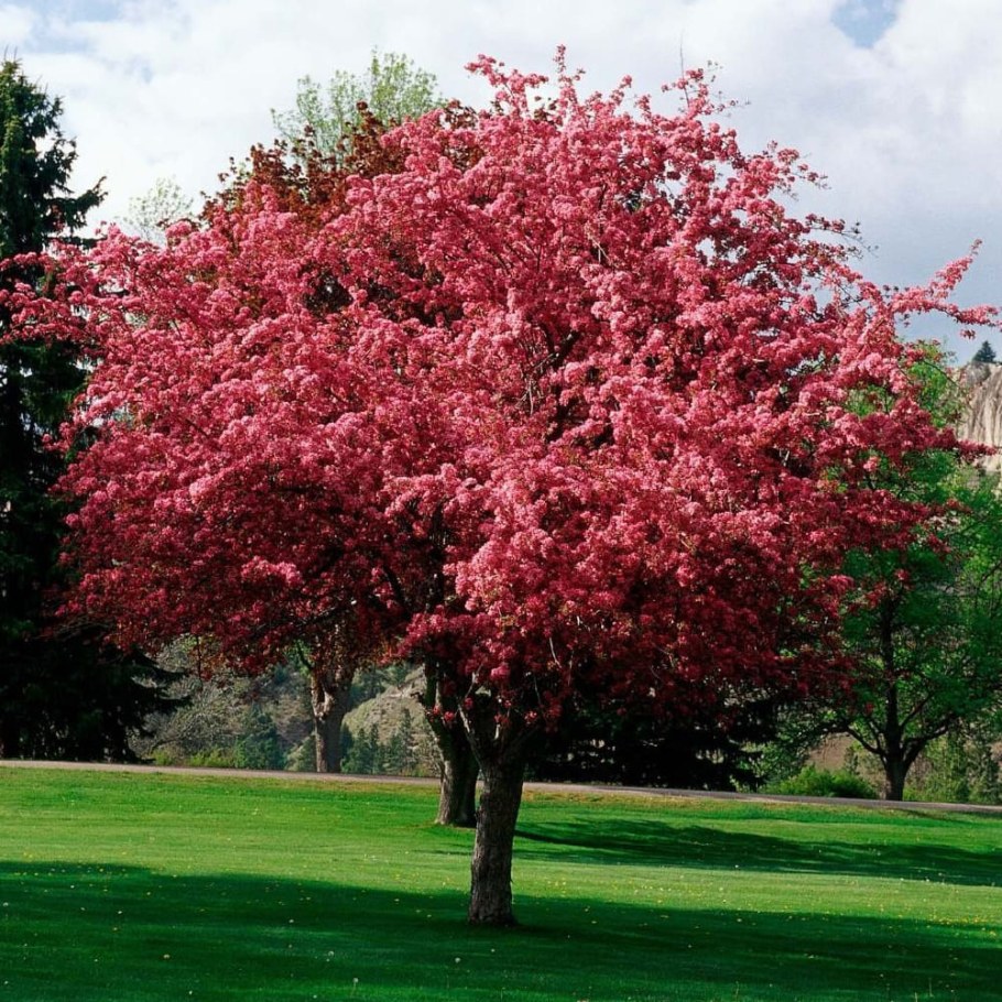 Яблоня декор роялти краснолистная