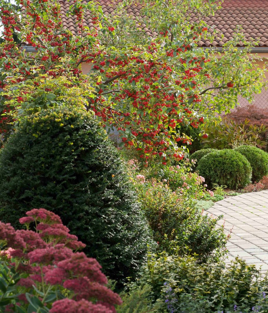 Яблоня декоративная ред Сентинел