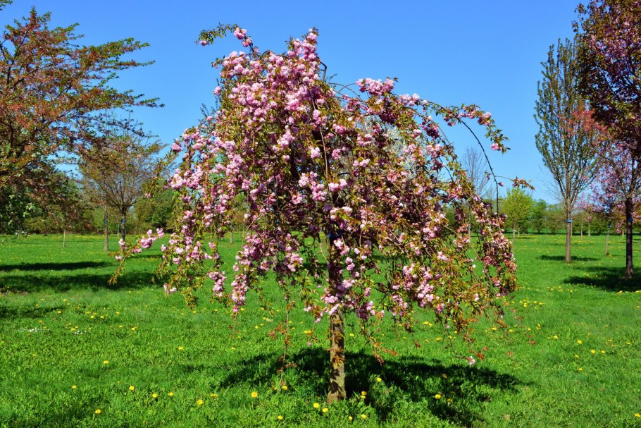 Яблоня Malus pendula