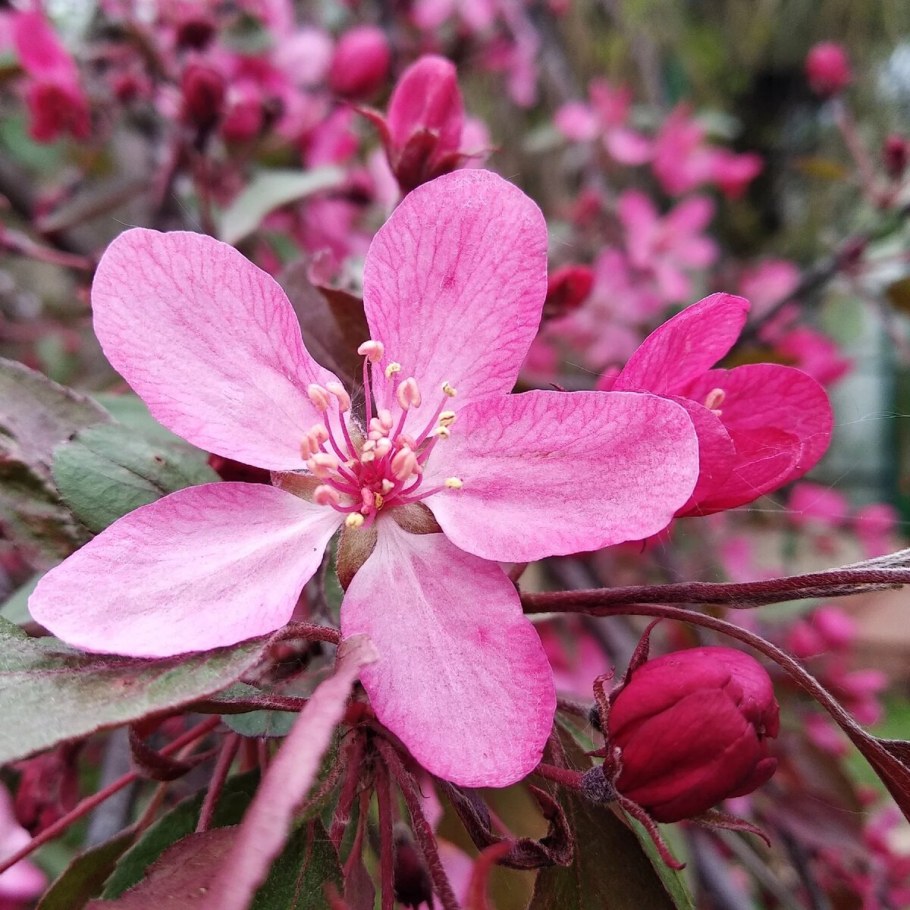 Яблоня краснолистная Кармен