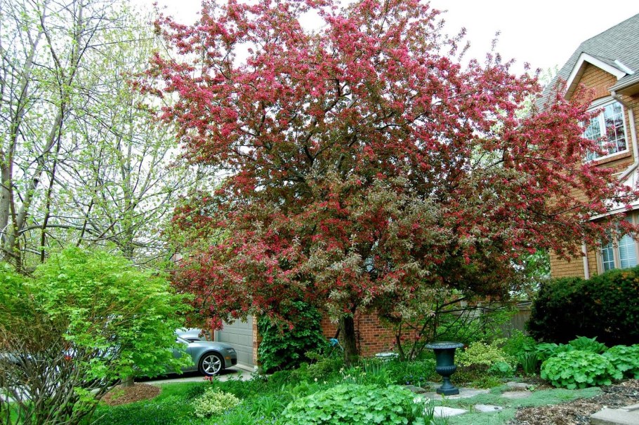 Яблоня "роялти" - Malus "Royalty"