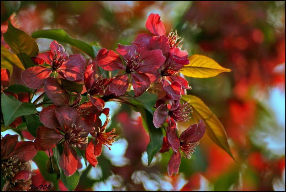 Яблоня декоративная краснолистная роялти