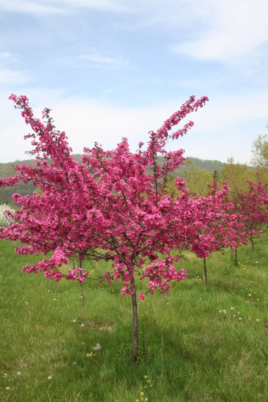 Яблоня краснолистная роялти