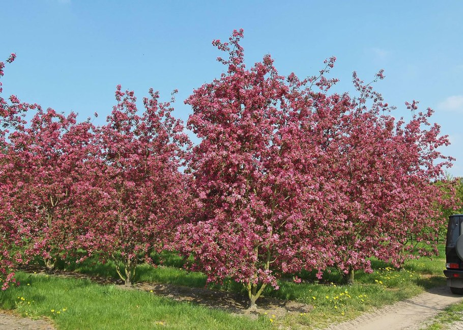 Яблоня Райская краснолистная