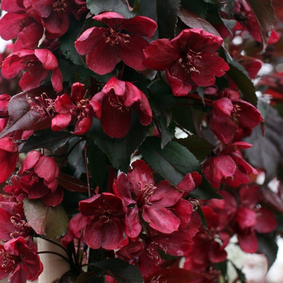 Яблоня малус роялти