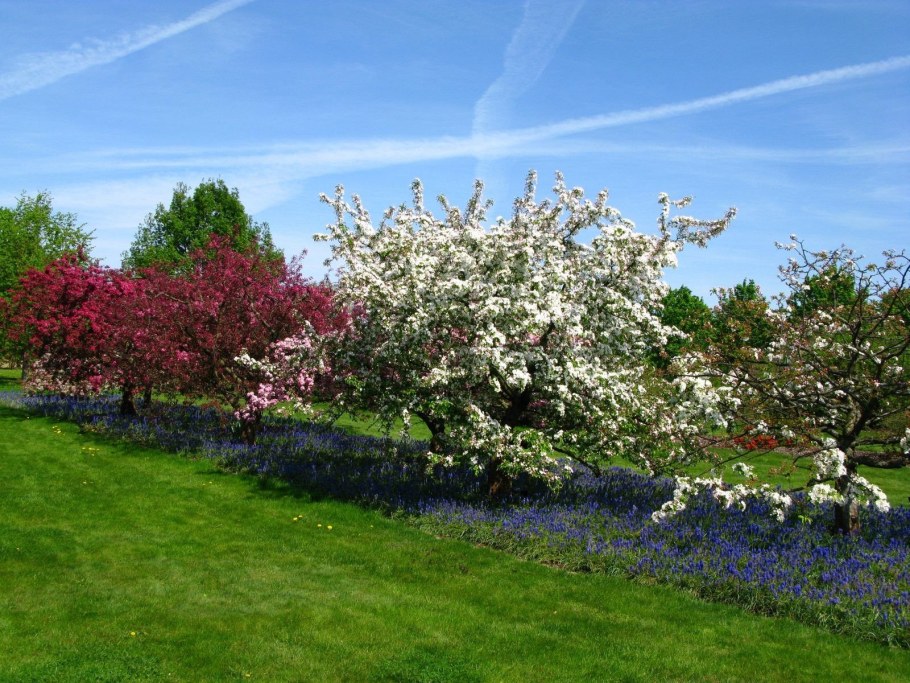 Яблоневый сад ландшафтный дизайн