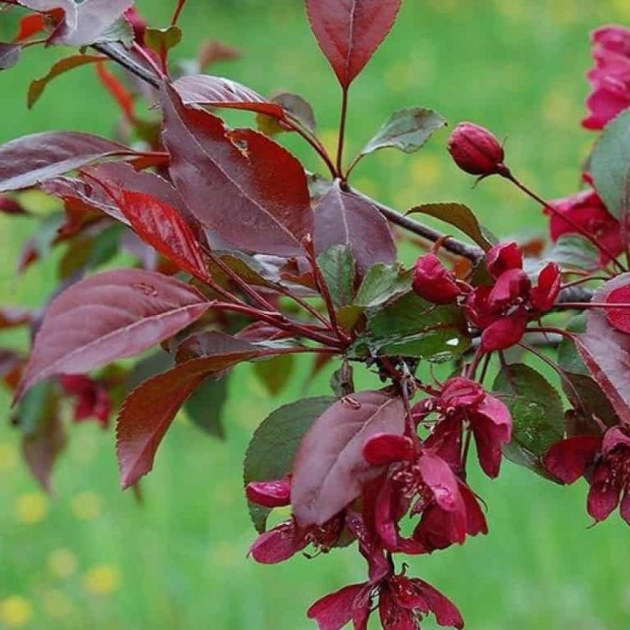 Яблоня краснолистная роялти