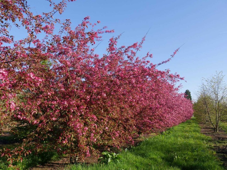 Яблоня краснолистная Рудольф