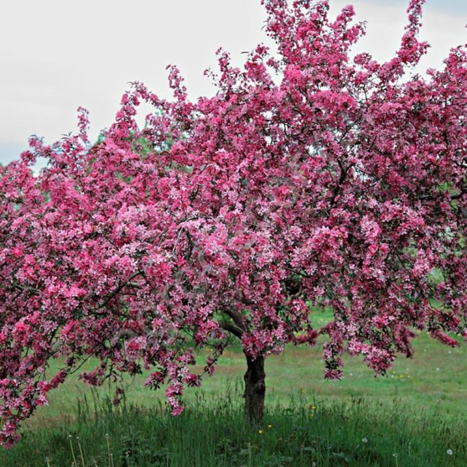 Яблоня декоративная Хелена