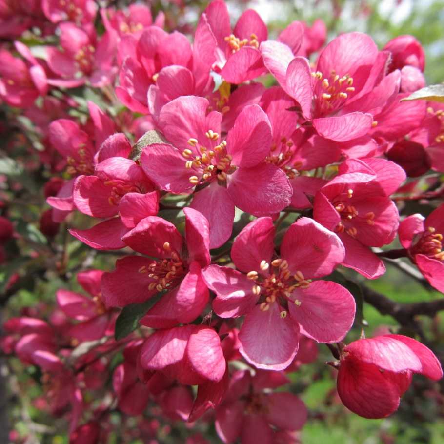 Яблоня Malus Kelsey