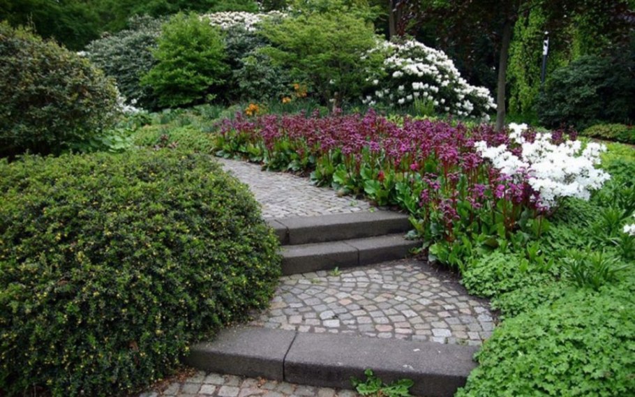 Бадан бордюрный