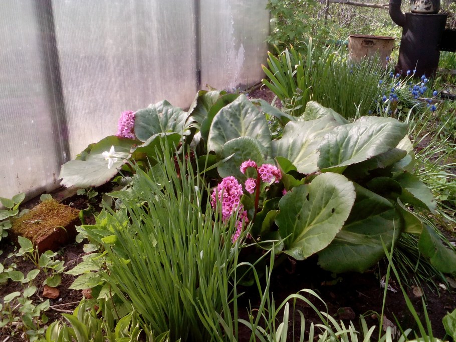 Бадан и Хоста