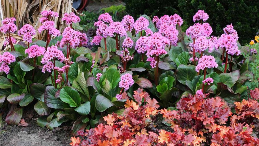 Бадан толстолистный Bergenia crassifolia