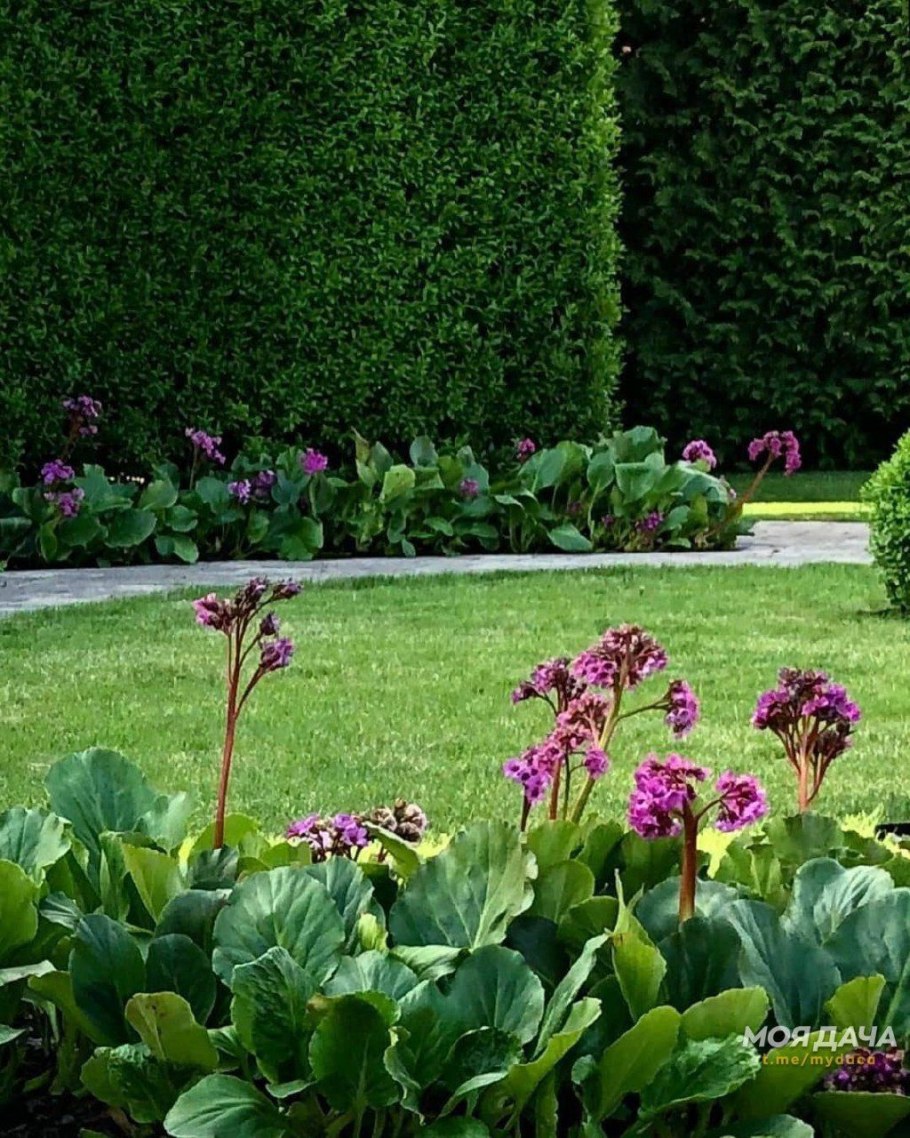 Бадан и Хоста на клумбе