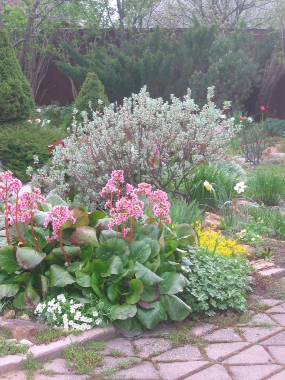 Хоста гейхера бадан