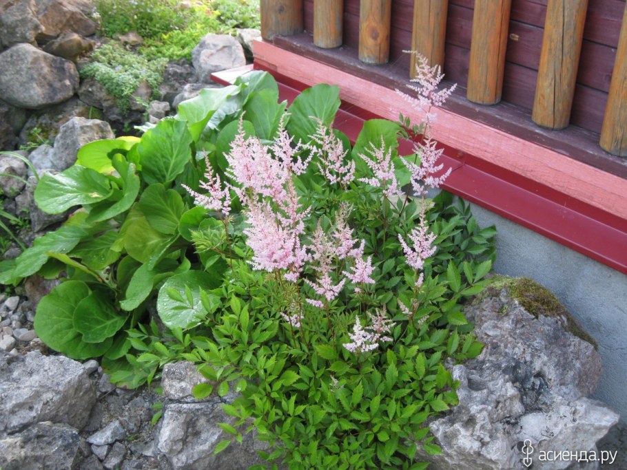 Клумба Хоста и астильба бадан