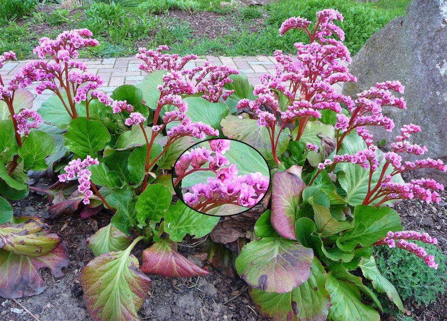 Бадан сердцелистный красавица