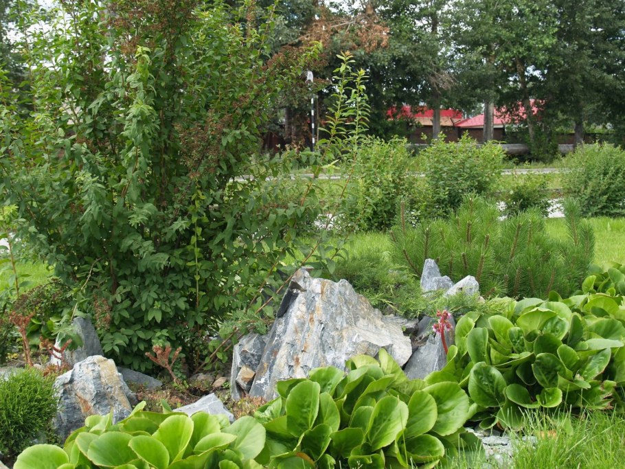 Бадан бордюр