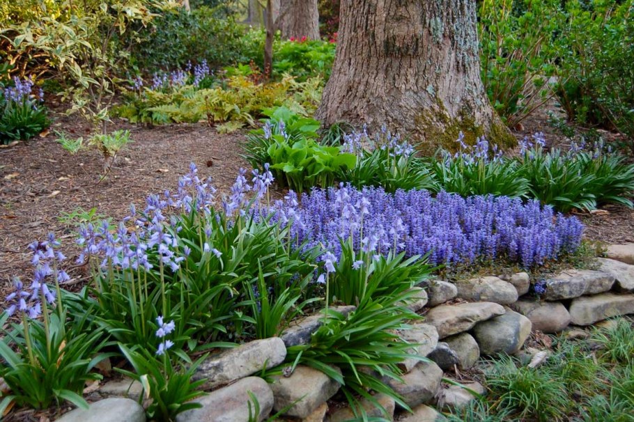 Живучка ползучая в ландшафте