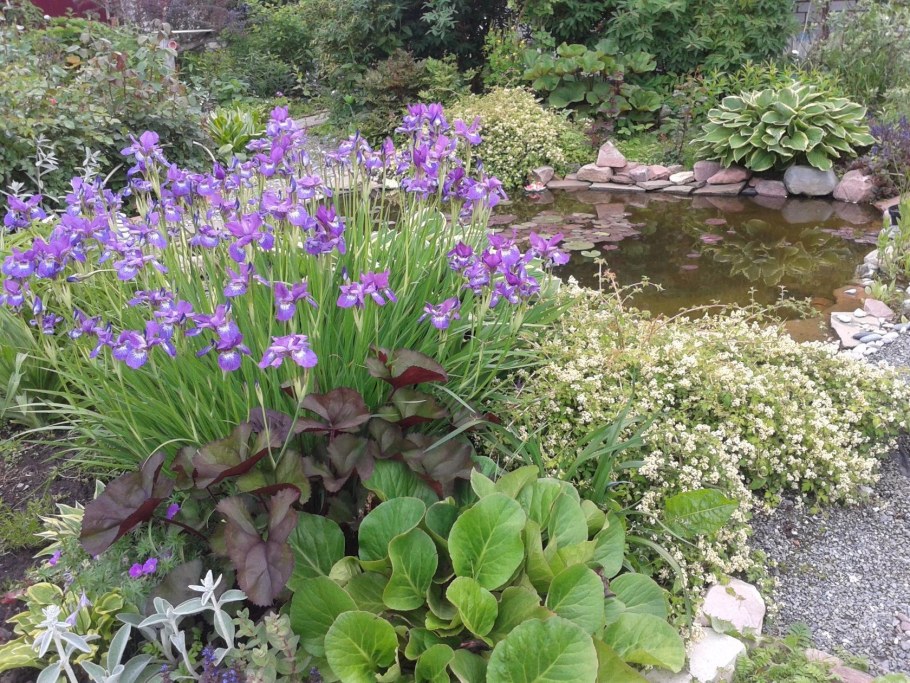 Цветник ирисы Хоста гейхера