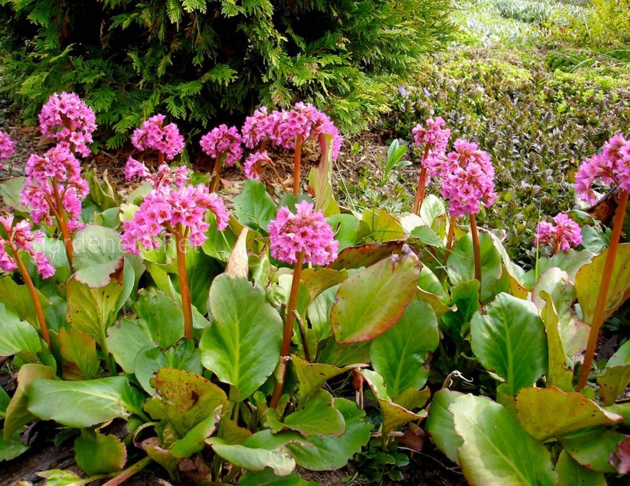 Бадан сердцелистный осенью