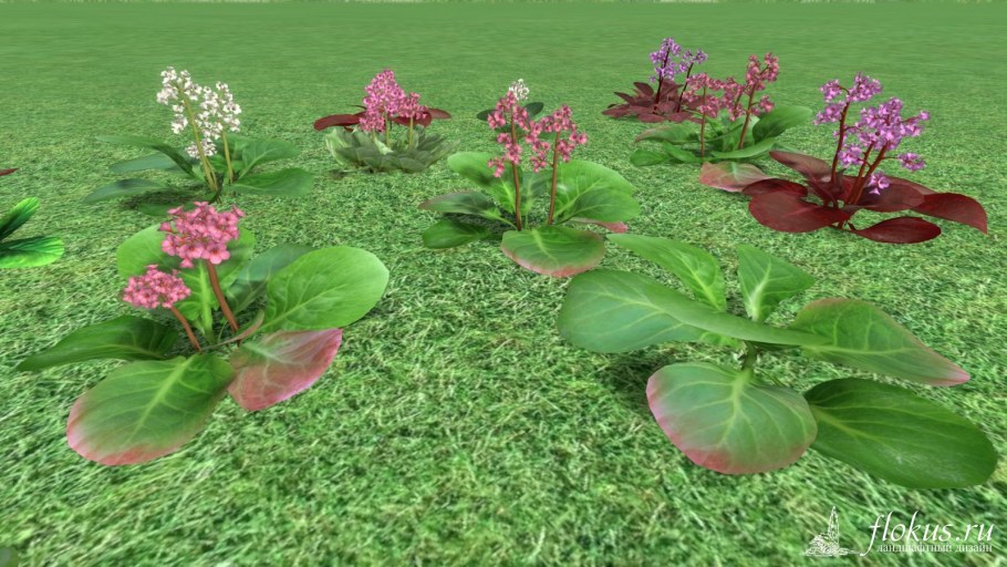 Бадан 3д модель