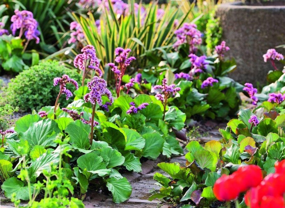 Бадан на клумбе