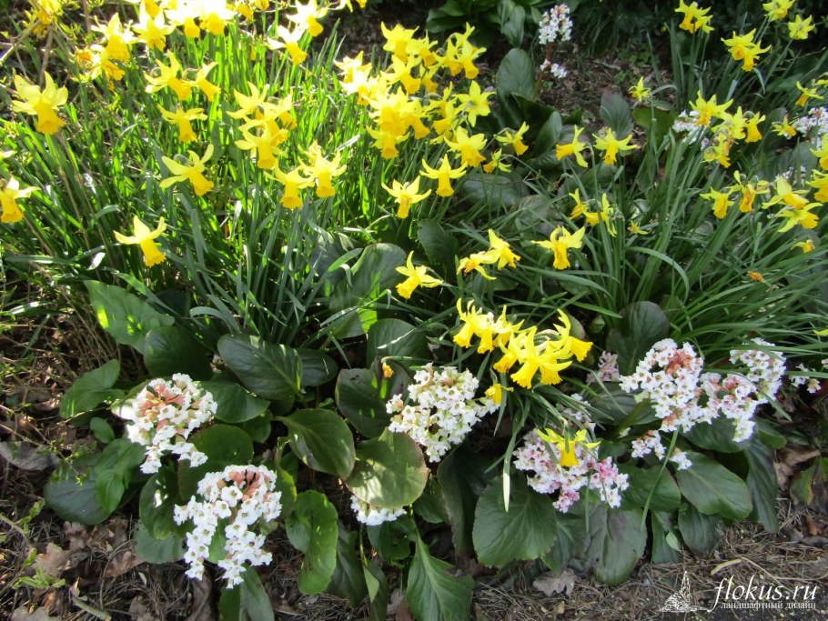 Цветок бадан фото и описание посадка и уход