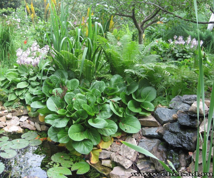 Бадан и Хоста