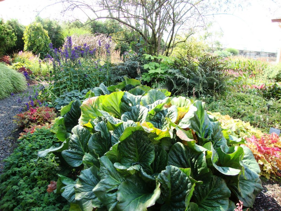 Хоста гейхера бадан