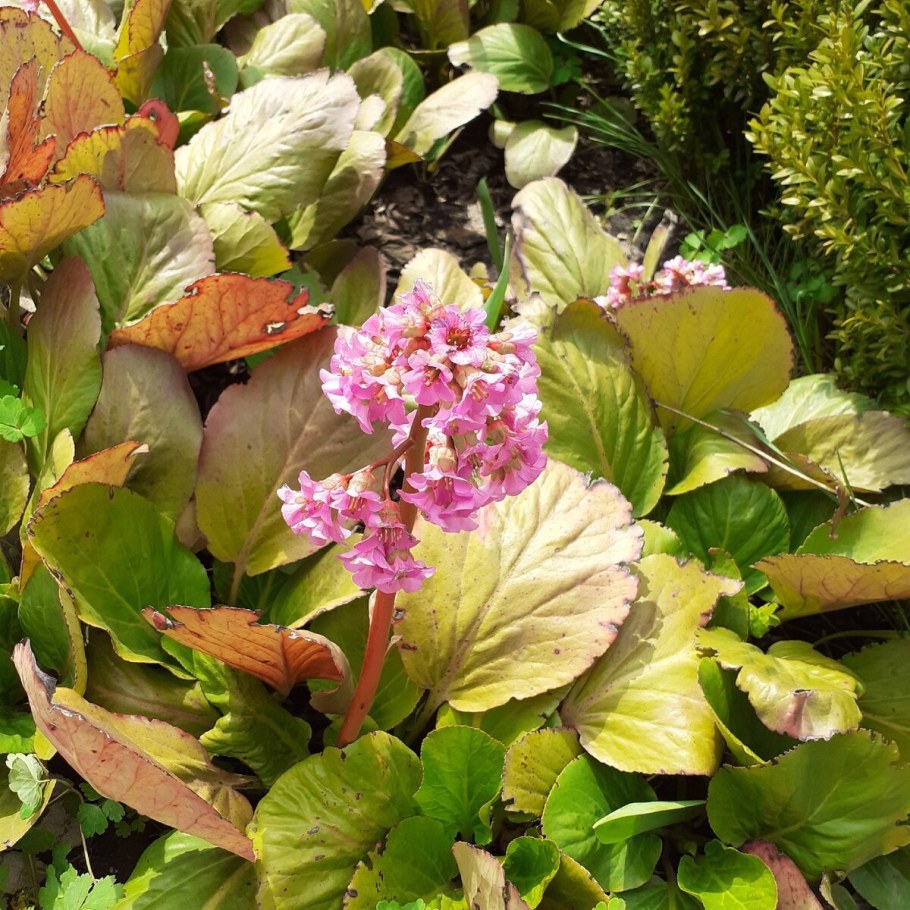 Бадан гибридный Винтерглют